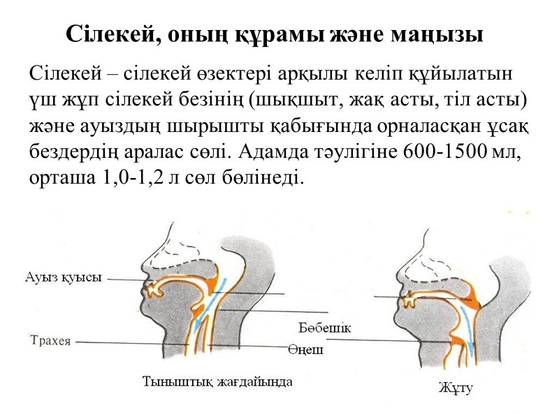 Сілекей, оның құрамы және маңызы Сілекей – сілекей өзектері арқылы келіп құйылатын үш жұп